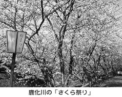 鹿化川の「さくら祭り」