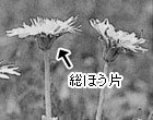 ニホンタンポポ
