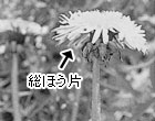セイヨウタンポポ