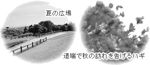 夏の広場/道端で秋の訪れを告げるハギ
