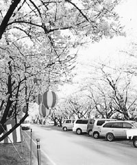 ハマグリの蓄養風景
