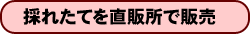 採れたてを直販所で販売