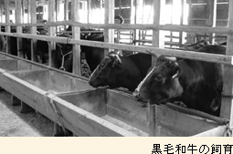 黒毛和牛の飼育