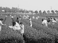 「親子茶摘み体験」参加者募集