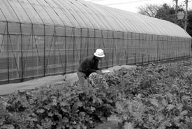 野菜づくりを始めた新規就農者
