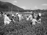 お茶摘み・製茶体験をしよう!