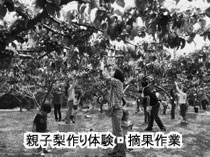 親子梨作り体験・摘果作業