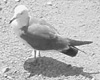 オペラ
