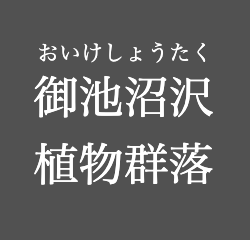 御池沼沢植物群落