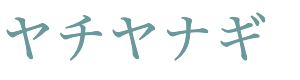 ヤチヤナギ