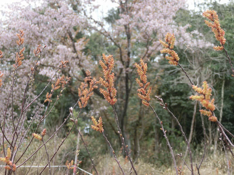 ヤチヤナギの写真