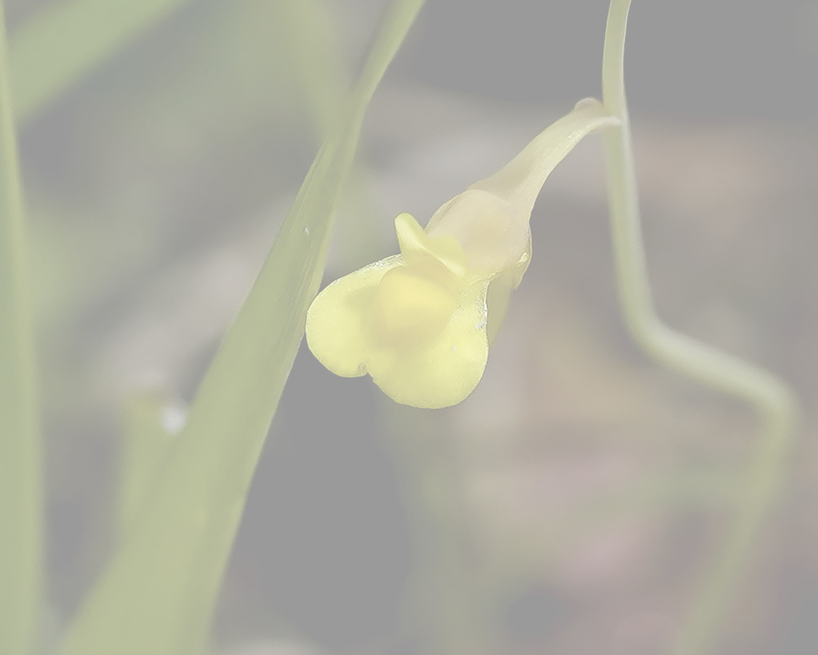 ミミカキグサの写真