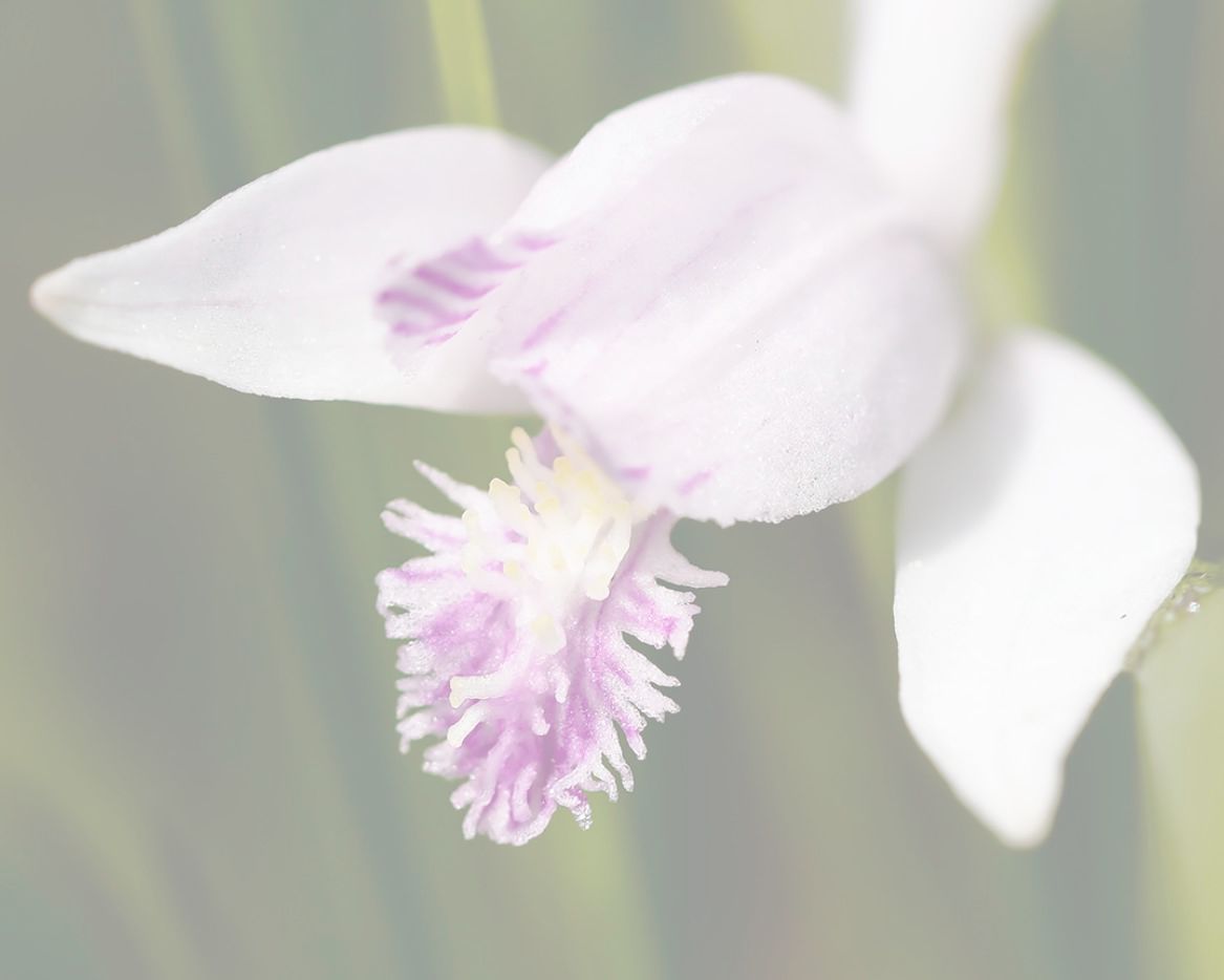 トキソウの写真