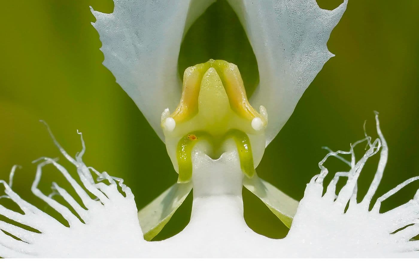 サギソウの写真
