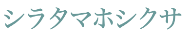 シラタマホシクサ