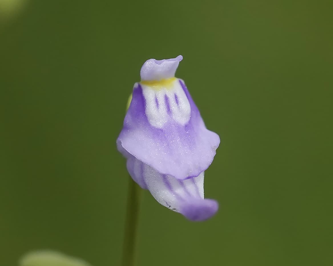 ホザキノミミカキグサの写真