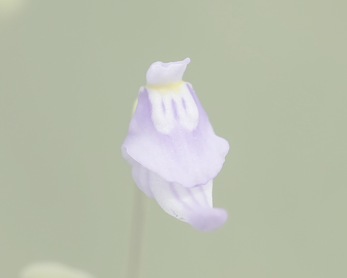 ホザキノミミカキグサの写真