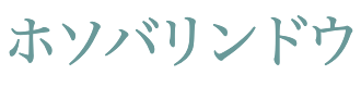 ホソバリンドウ