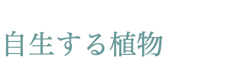 自生する植物