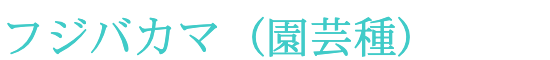 フジバカマ