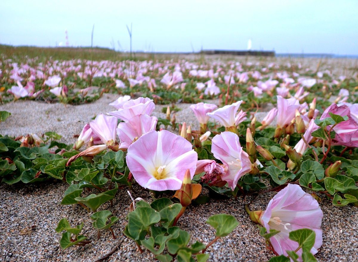 吉崎海岸のハマヒルガオ